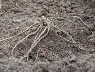 asperge dans un sol sableux pour la plantation