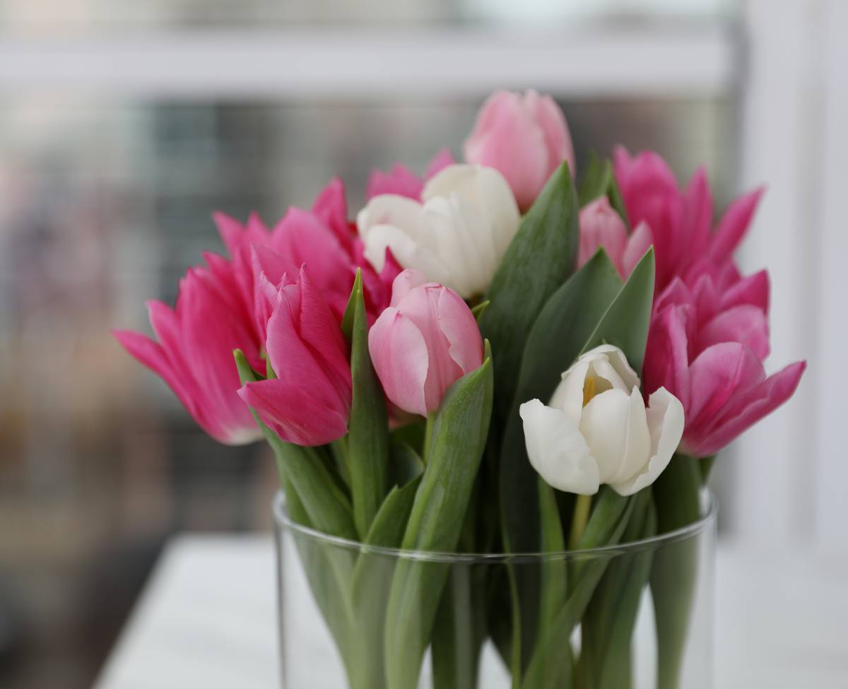 Bouquet de tulipes en vase : entretien et conservation