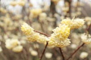 buisson à papier - arbre à papier - Edgeworthia chrysantha