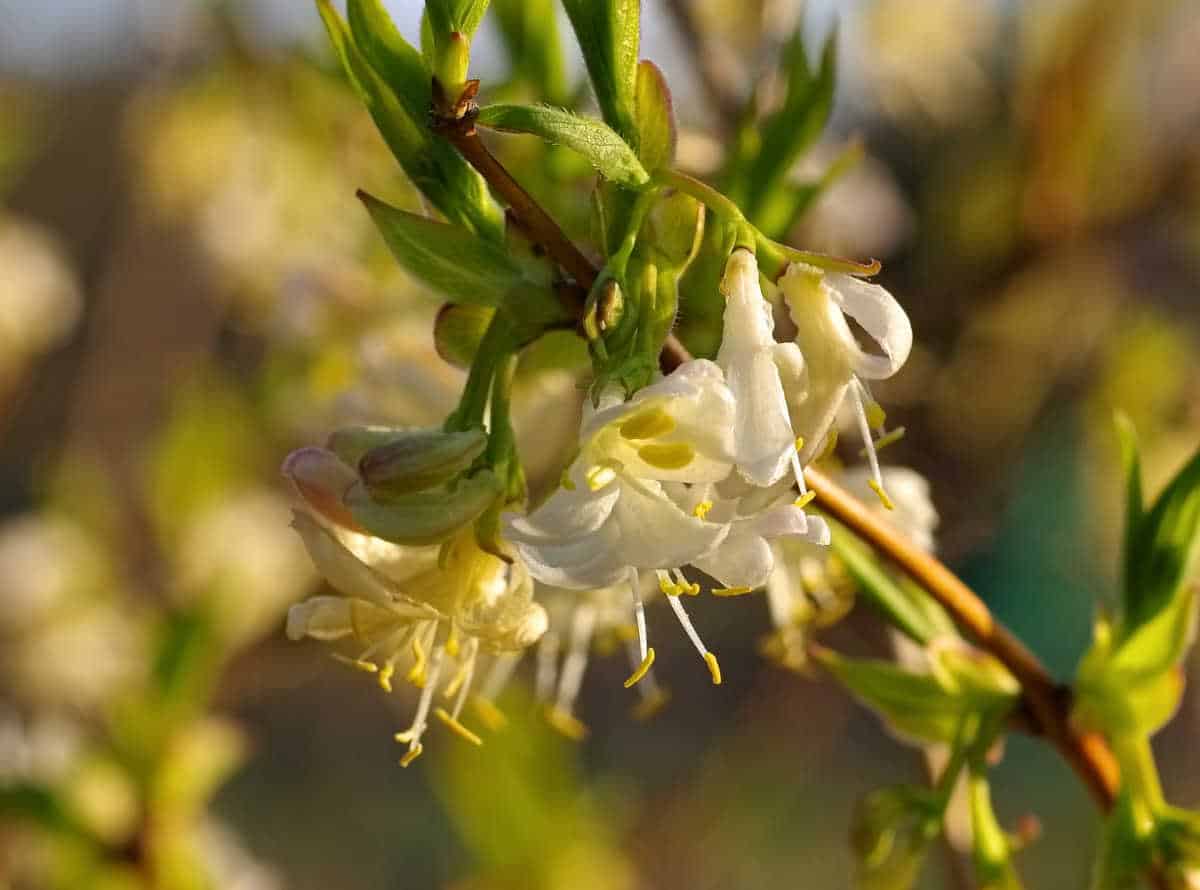 chevrefeuille hiver - Lonicera purpusii