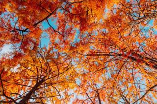 xconifère qui perd ses aiguilles feuilles - caduc