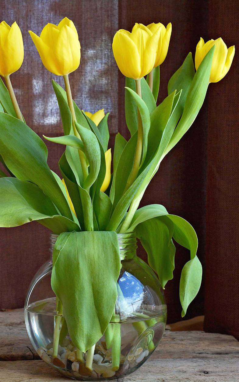 Bouquet de tulipes en vase : entretien et conservation