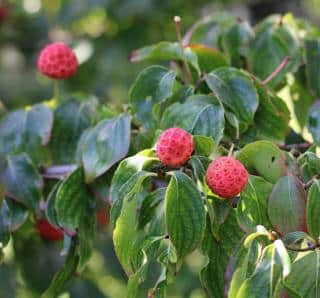 cornouiller kousa - cornus kousa - fruits comestibles