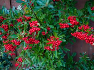 cotoneaster en pot