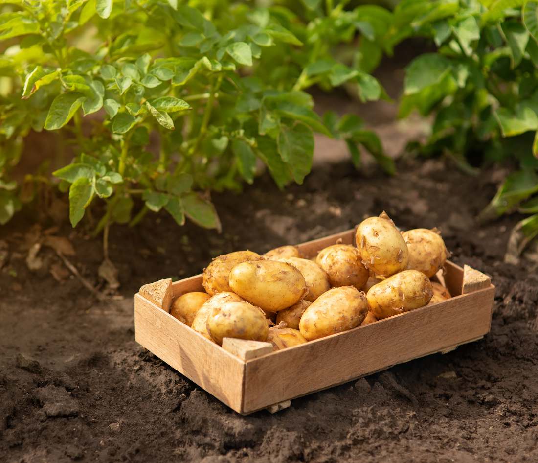 Les pommes de terre : quelles variétés planter pour quelle utilisation en  cuisine ?