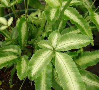 fougere Pteris ensiformis