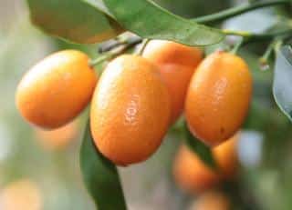 kumquat