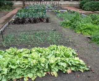 légume a cultiver en hiver