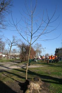 nouvelle pousse rejet souche arbre mort