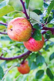 nouvelle variété pommier résistante aux maladies