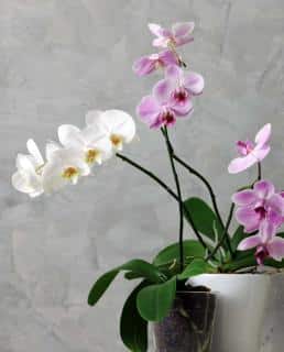 floraison des orchidées