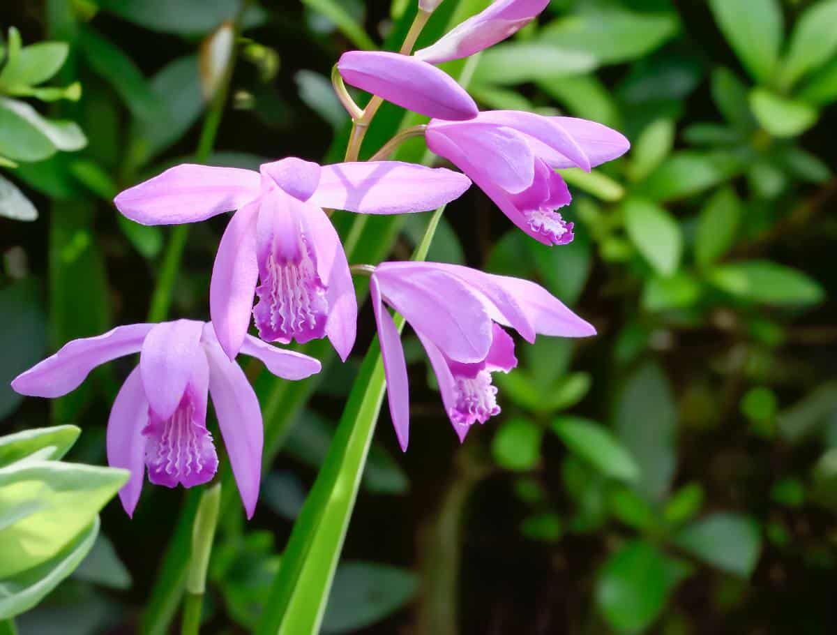 orchidée extérieur jardin