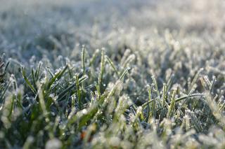 pelouse gazon en hiver