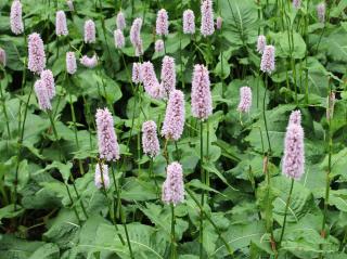 Persicaria bistorta - persicaire - renouée bistorte