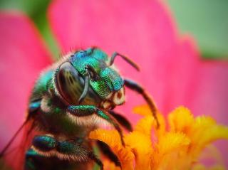 pollinisation comment ça marche definition