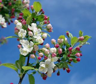 Floraison de pommier ancien