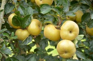 Pommier ancien resistant à la tavelure