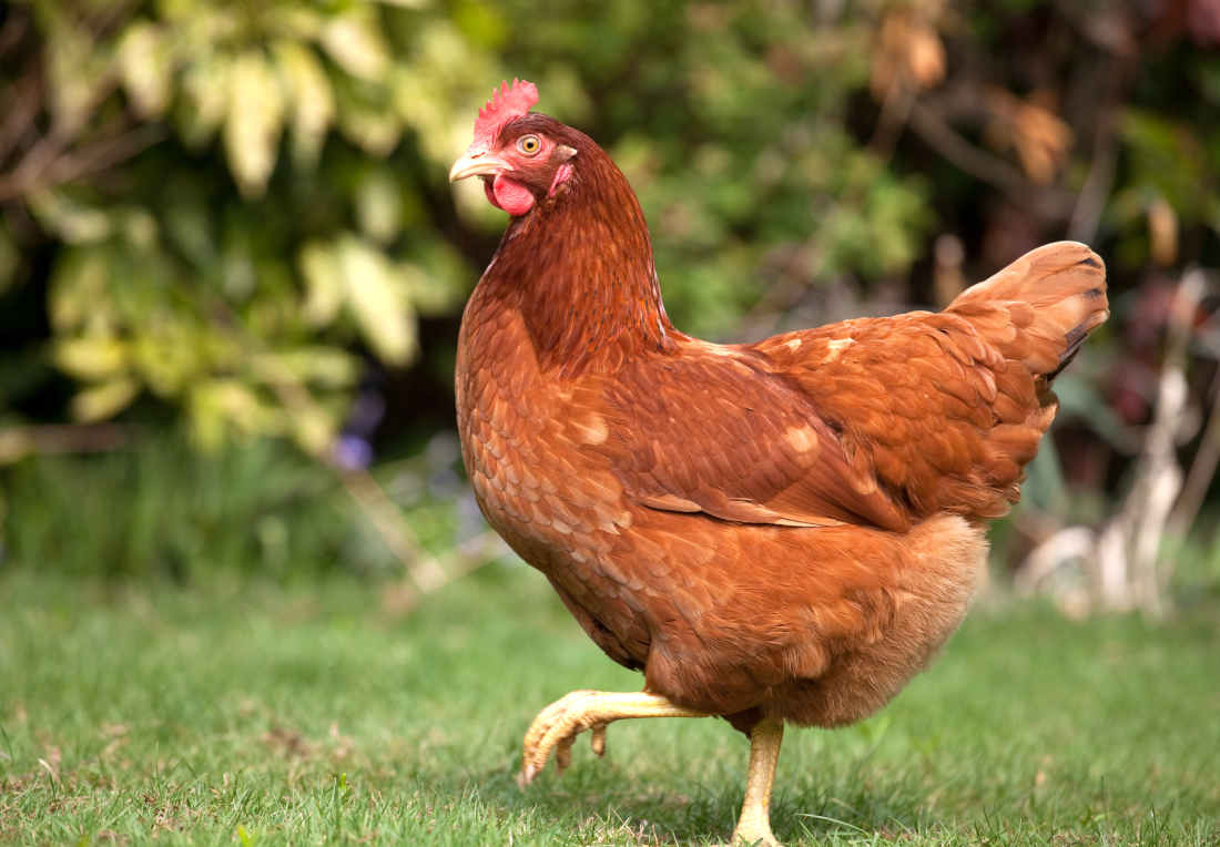 poule dans un jardin