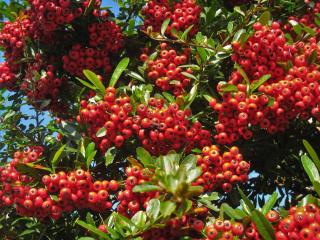 pyracantha - buisson ardent