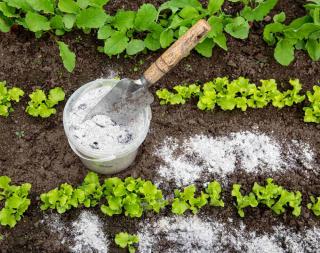 quand comment utiliser cendre jardin plantes