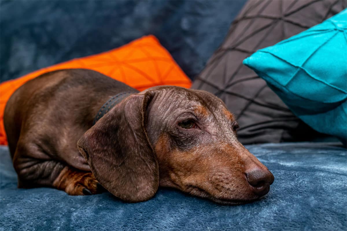 Chien et vie en appartement, quelle race choisir ?