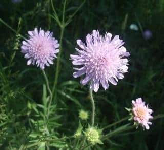 scabieuse des champs - knautia arvensis entretien