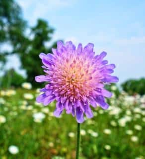 scabieuse des champs - knautia arvensis scabiosa