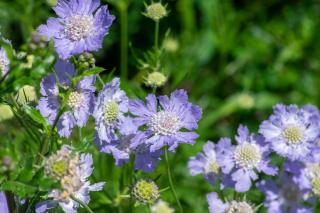 scabieuse scabiosa