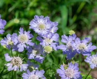 scabiosa scabieuse fleur