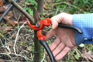 taille formation arbre