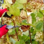 taille hortensia - quand comment tailler ?