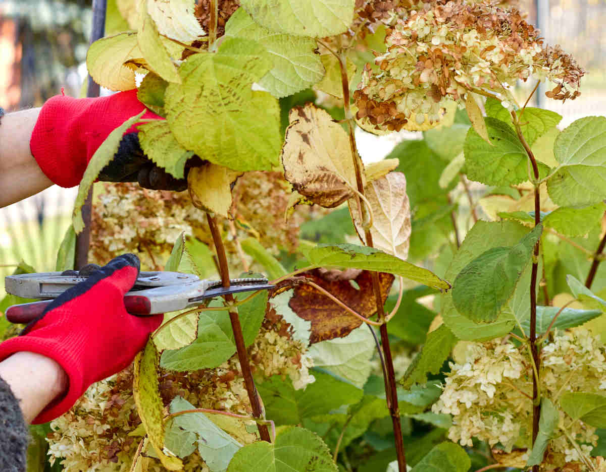 taille hortensia - quand comment tailler ?