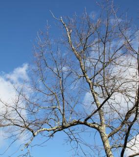 taille vieil arbre ancien vieux