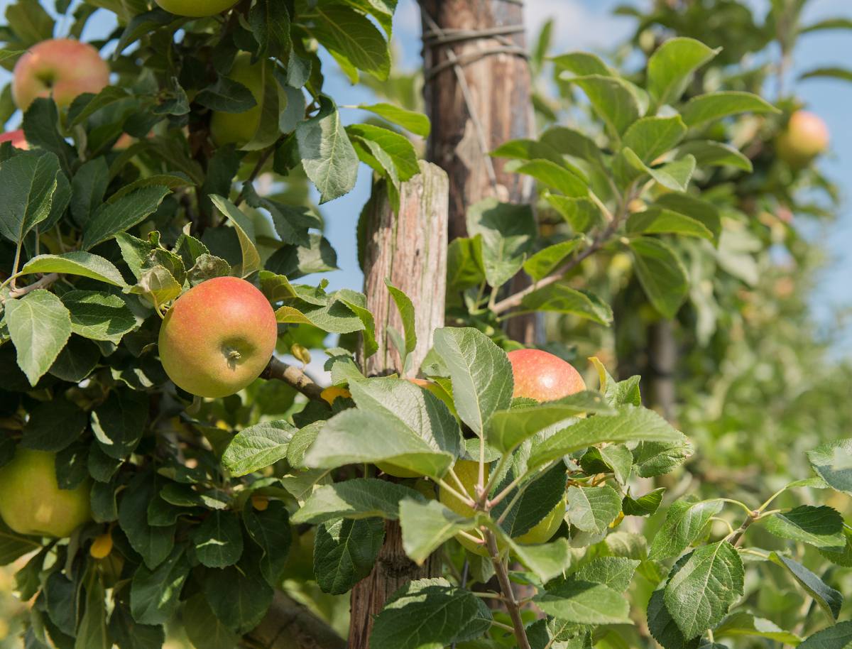 variété pommier ancien