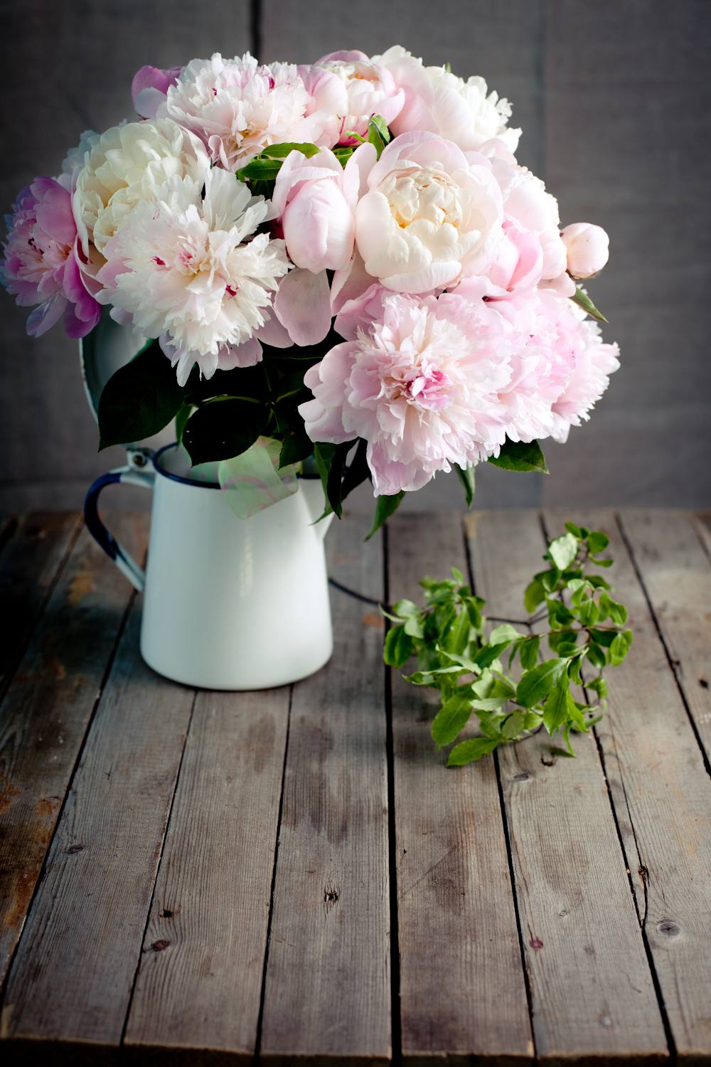 Pivoine en bouquet ou en vase : entretien et conservation
