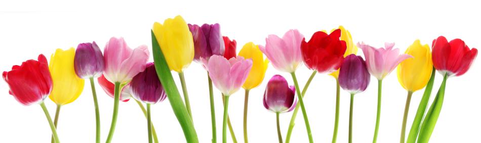variétés tulipes à couper vase bouquet