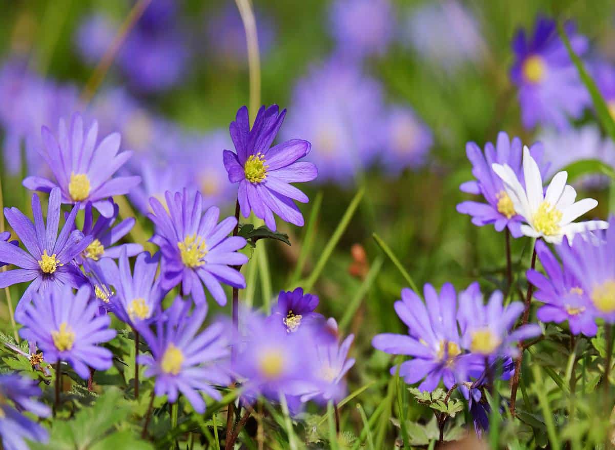 Fleurs de sous-bois : les premières à fleurir en fin d'hiver