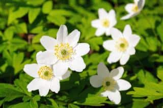 Anemone nemorosa - anemone des bois en hiver