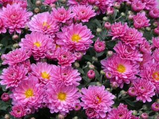 Aster de Chine - Reine Marguerite entretien