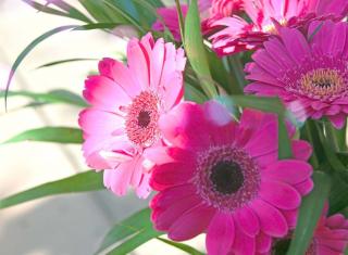 Bouquet Gerbera dans un vase