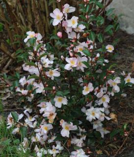 Camélia champêtre Camellia Fairy Blush