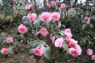 Camélia champêtre - Camellia Spring Festival