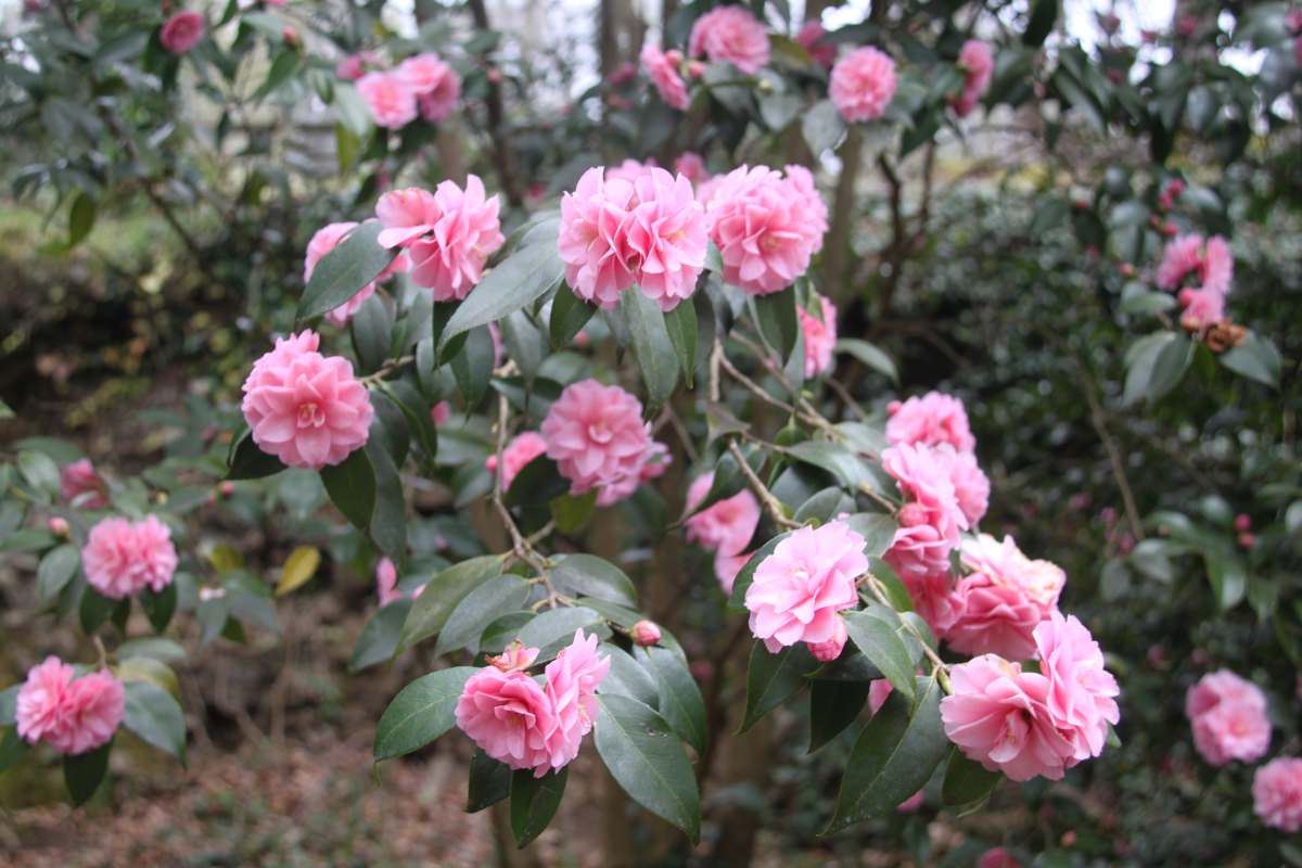 Camélias champêtres : des variétés pour un jardin naturel