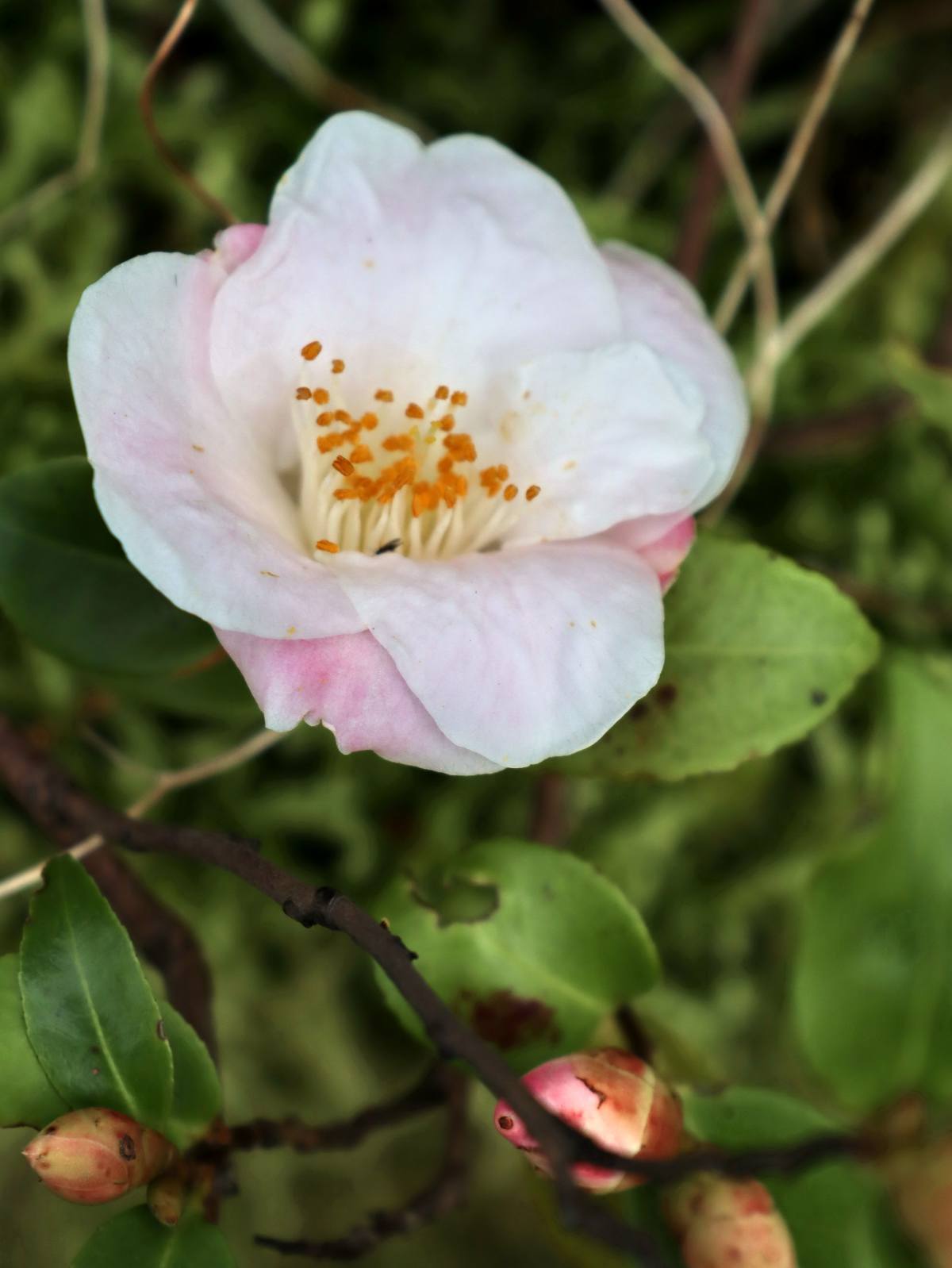 Camélias champêtres : des variétés pour un jardin naturel