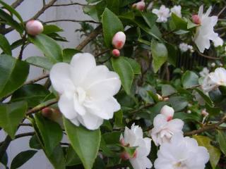 Camellia-Cinnamon-Cindy - Le charme des camélias champêtres
