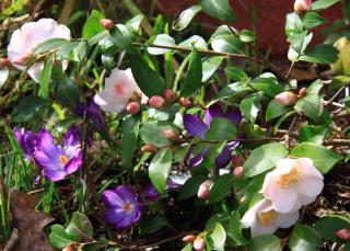 Camellia 'Quintessence' et Crocus Ruby Giant