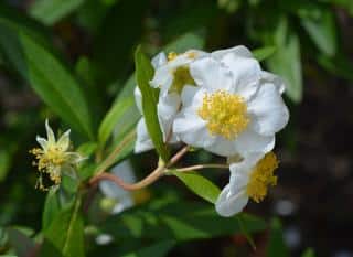 Carpenteria californica - Carpentière de Californie