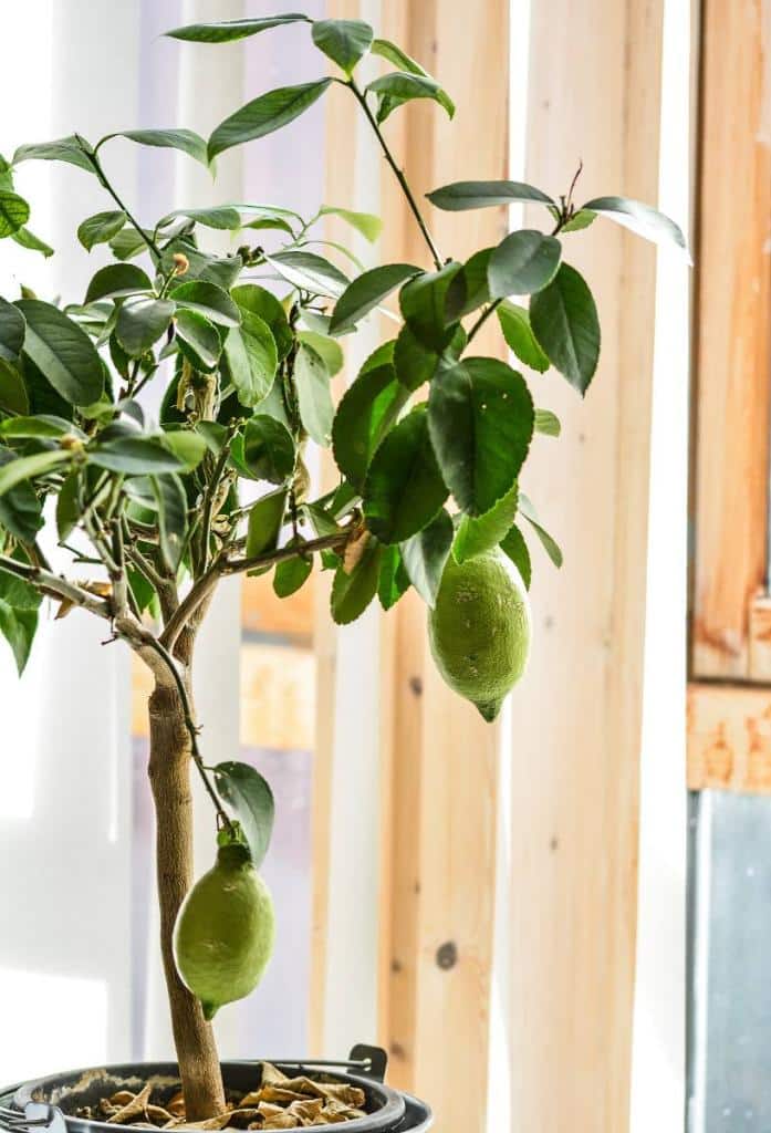 Citronnier en hiver résistance et protection contre le froid