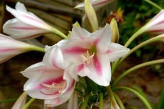 Crinum entretien culture