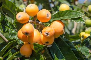 Eriobotrya japonica - néflier du japon culture